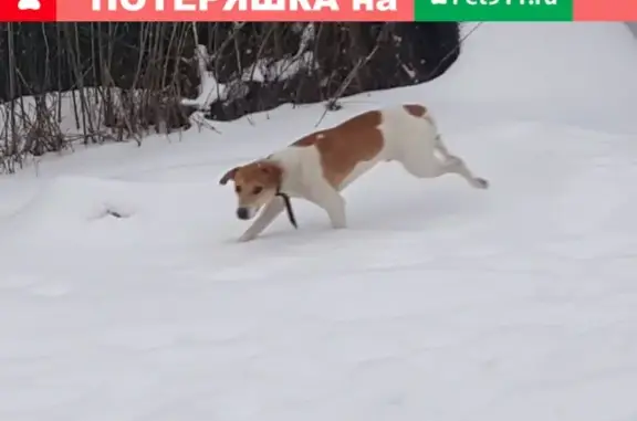 Найдена собака джек рассел в Рыбинске!