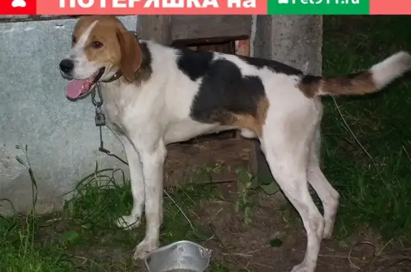 Пропала собака в деревне Кузнецово, Кировская область