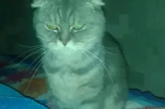 Кошки потеряшки, Краснооктябрьский, фото: Потеряшка кастрированный кот Тэгис в пос. Краснооктябрьский, Республика Адыгея