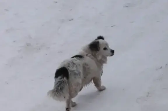 Найдена собака в Урюпинске без ошейника