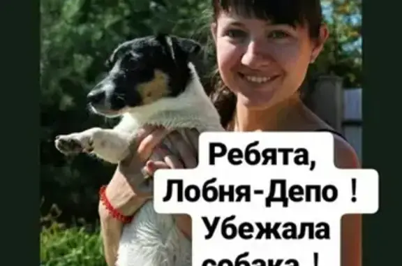 Пропала собака на улице Деповская, Лобня