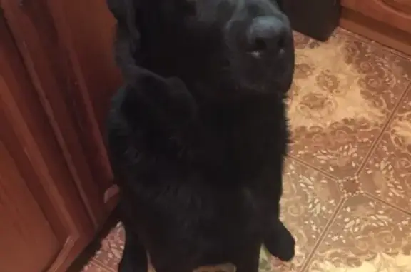 Найдена собака в Егорьевске - срочно ищем хозяина