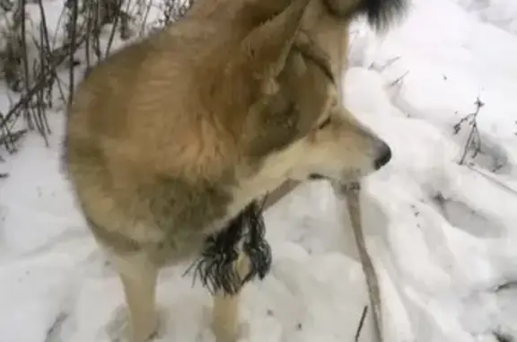 Найдена охотничья собака возле д. Тутань в Тверской области