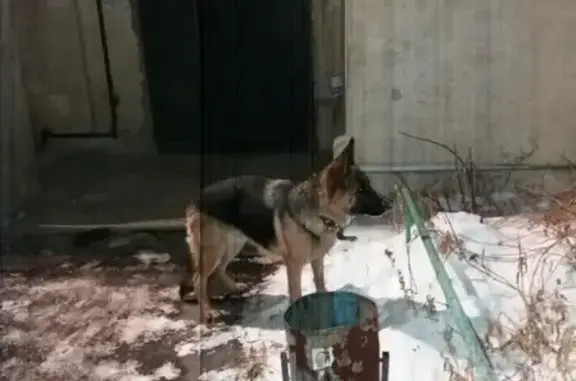 Пропала собака в Южноуральске