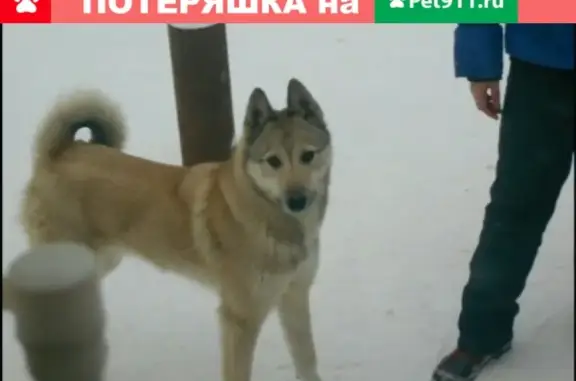 Пропала собака в Чайковском, вознаграждение