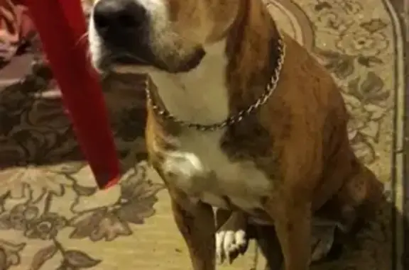 Пропала собака в Череповце, вознаграждение гарантировано