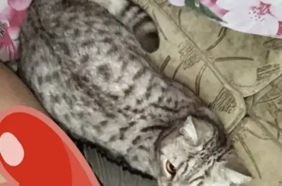 Кошки потеряшки, Набережные Челны, фото: Потеряшка кот Алекс в Набережных Челнах