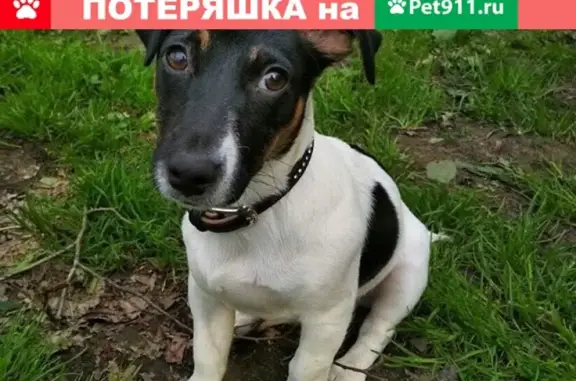 Пропала собака Мила на улице Деповская, Москва