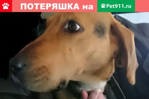 Пропала собака в селе Новое Каширово, РТ, Россия