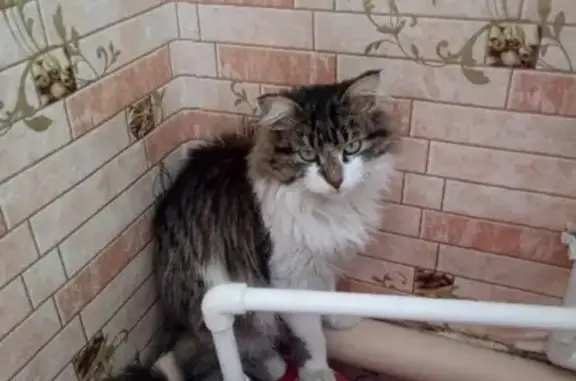 Пропал кот в районе завода в Баймаке