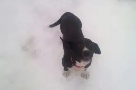 Пропала собака Барон в районе Мазули, Красноярский край