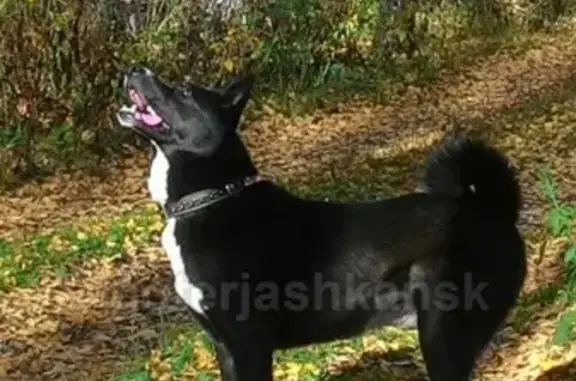 Пропала собака в районе Сухого лога, Новосибирск