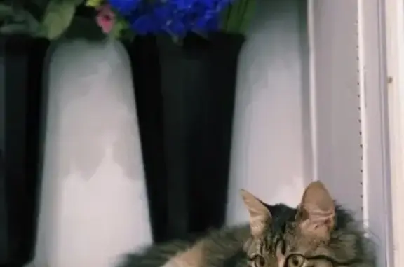 Кошки потеряшки, Набережные Челны, фото: Потеряшка котенок Малыш в районе 41 комплекса