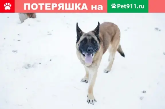 Найдена собака в Култаево, ищем хозяев #потеряшкипермь