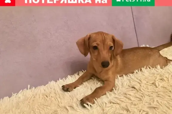 Собака найдена в Дзержинском районе Волгограда