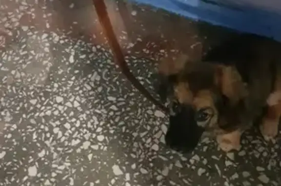 Найден щенок в Сургуте с ошейником и поводком