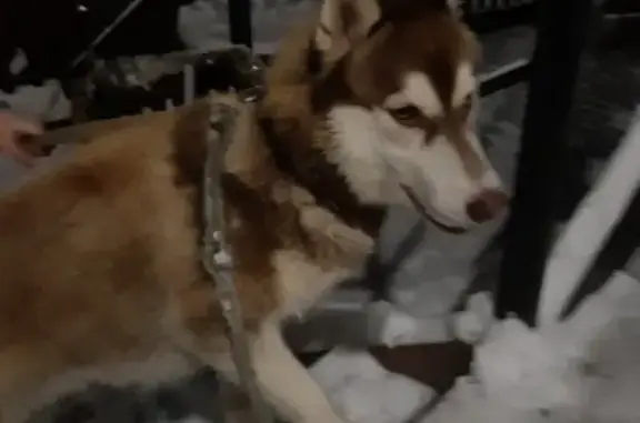 Найдена собака с оборванным поводком в Мурманске