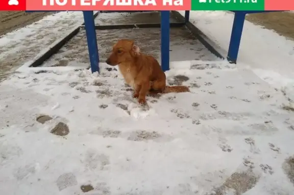 Найдена рыжая собачка на остановке ул. Чараева, Дзержинск