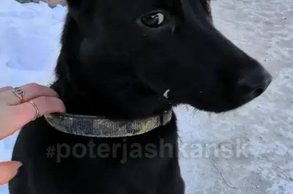 Найдена собака на ул. Ползунова, Новосибирск