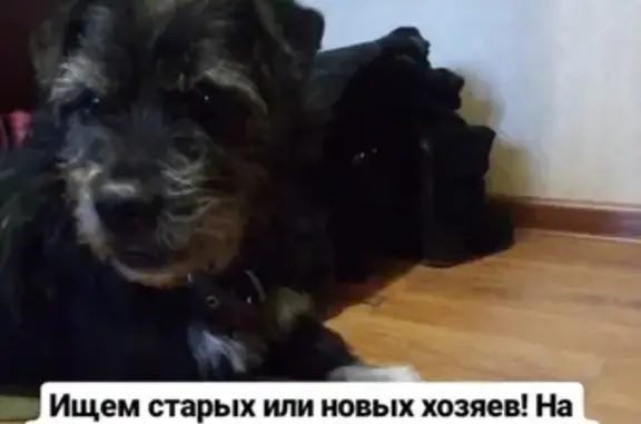 Найден пес на улице в Ангарске с ошейником