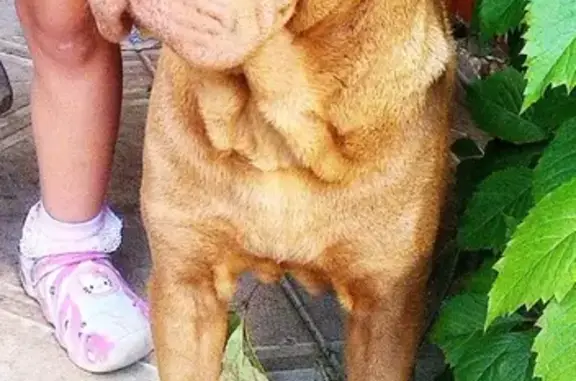 Пропала собака в Карабаново, Владимирская область