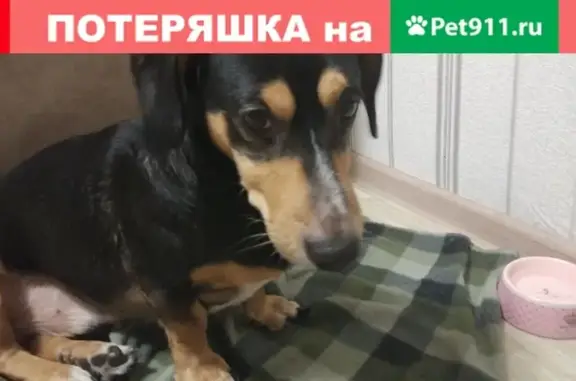 Найдена собака в Боровске на ул. Мира