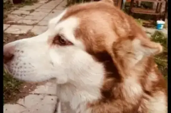 Найдена собака в Ватутинках, Москва
