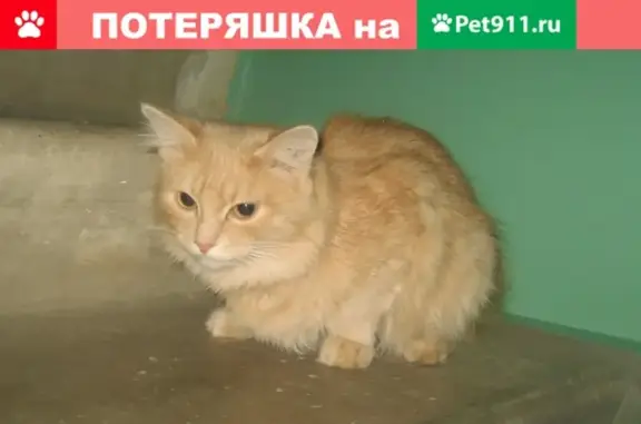 Найдена кошка на улице Жукова в Магнитогорске