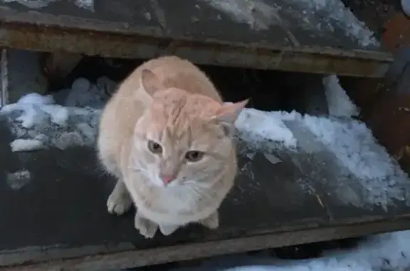 Найдена кошка на Ленинградской 15 в Тамбове