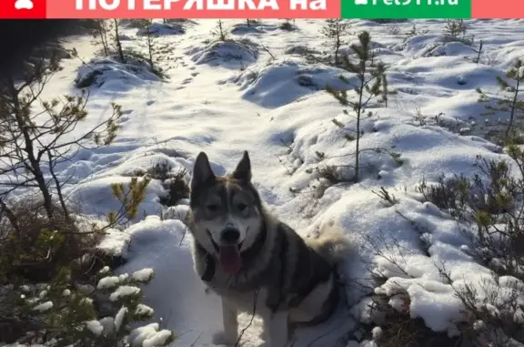 Пропала собака в СПб, Горелово - поиск продолжается.