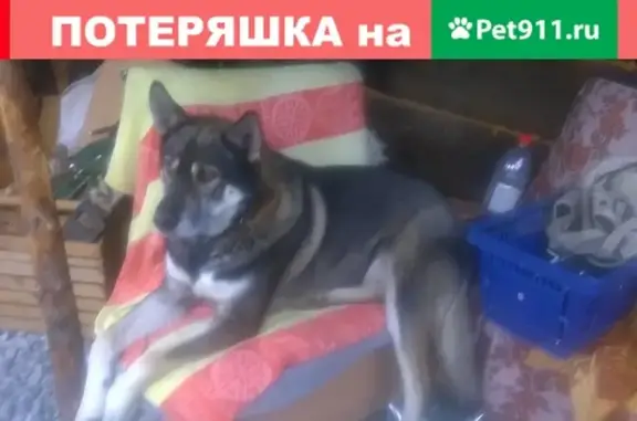 Пропала собака Байкал в Качканаре, звоните!