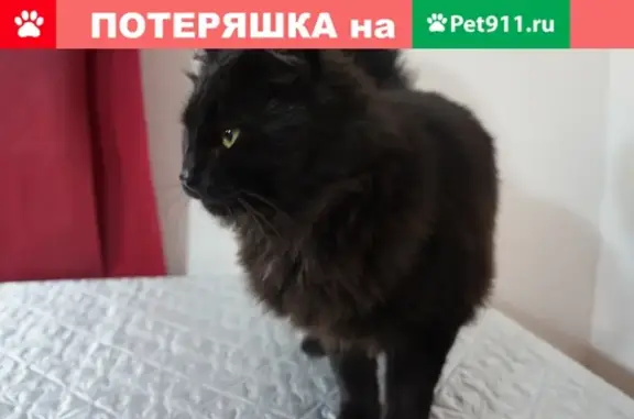 Найден домашний котик на ул. Павлика Морозова