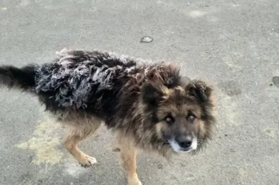 Найдена потерянная собака в Ставрополе!
