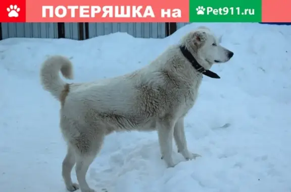 Пропала собака в Нижнем Новгороде, ул. Шевченко, Малая Ямская, Ильинская. Помогите найти!