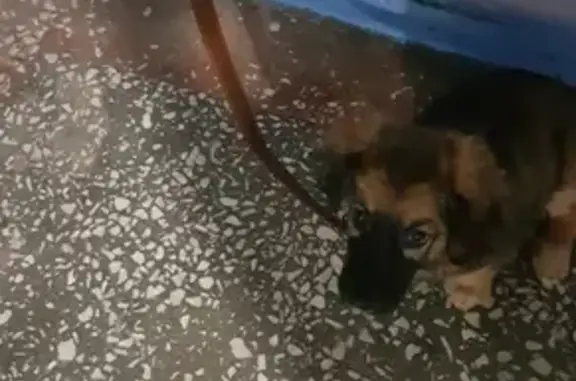 Найден щенок с поводком в Сургуте