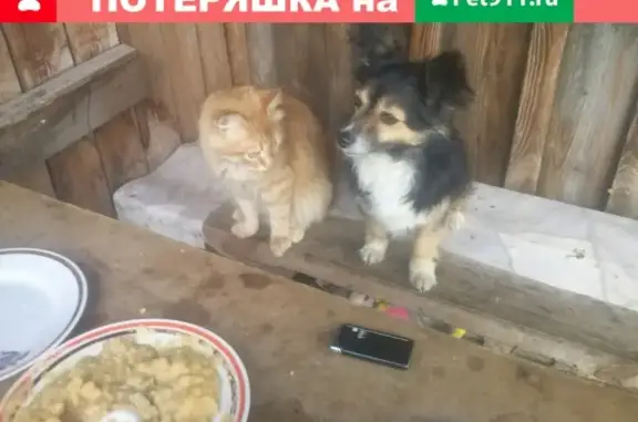 Пропала собака в Заречном, Пензенская область