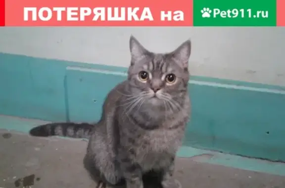 Найдена кошка на ул. Удмуртская Респ., Ижевск