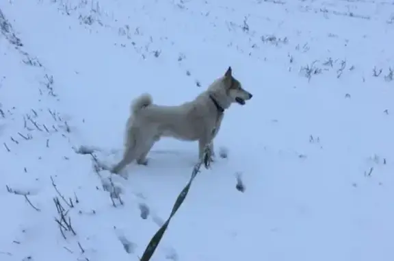 Пропала собака в Белозерске, Вологодская область