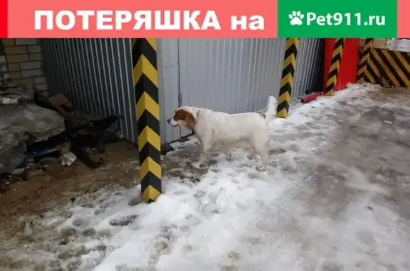 Собака с ошейником на улице Костомарова, Воронеж