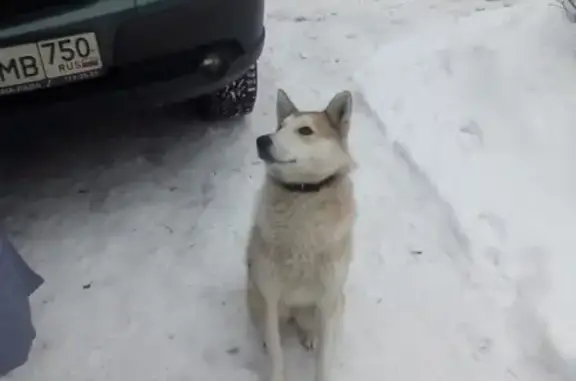 Найдена собака, деревня Осташково, фото: Найдена собака в деревне Осташково.