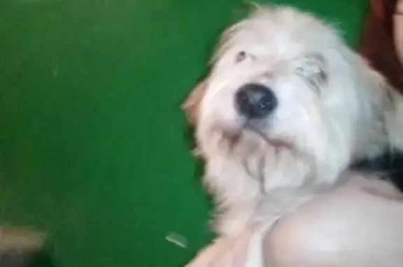Найдена собака на Косухина 35, Курск