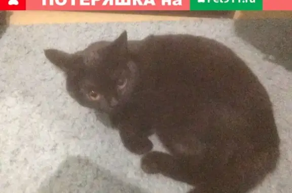 Найдена кошка около метро Алтуфьево, нужна помощь