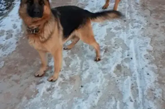 Пропала собака Бэтти в Новоильинском районе Пермского края