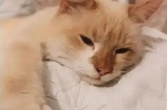 Найден персиковый кот в Басманном районе
