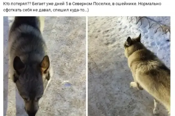 Пропала собака Юкон в Шадринске #потерялось_животное_Шадринск