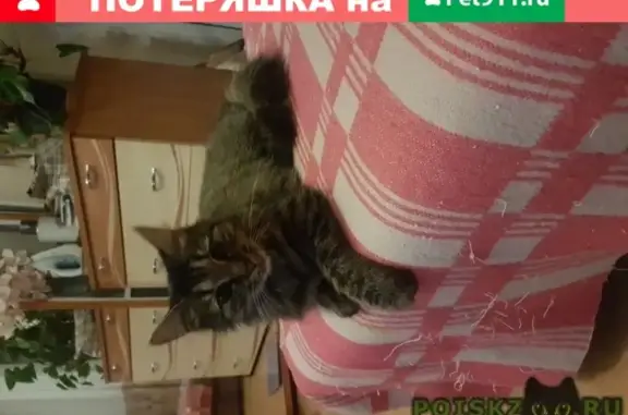 Найдена кошка на улице Лобачевского, 10