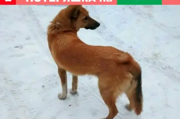 Пропала собака в Петрозаводске на Кукковке