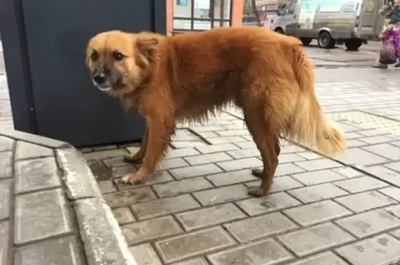 Найдена собака возле Магнита в Каменск-Шахтинском
