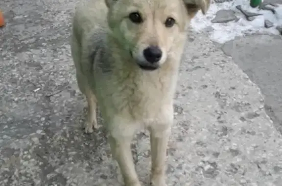 Найдена собака в Омске, пос. Солнечный