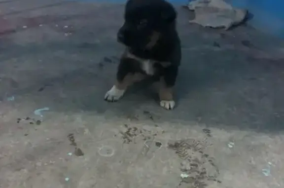 Найден щенок в Чите, без травм